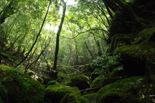 Illustration for article titled Visit the Real Princess Mononoke Forest